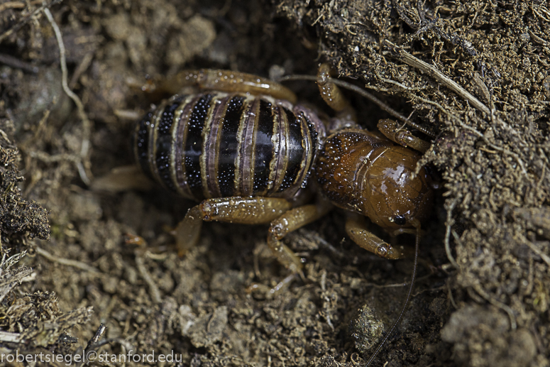 potato bug